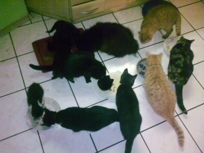 Meine Katzen